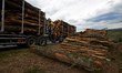 Truncs ready to be loaded. Thomas Brail is an arborist known for his fight for trees and f...