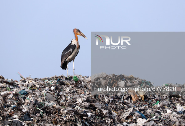 Greater Adjutant Storks perches on a garbage-heap at Boragaon dumping site, on the eve of World Environment Day, in Guwahati, Assam, India o...