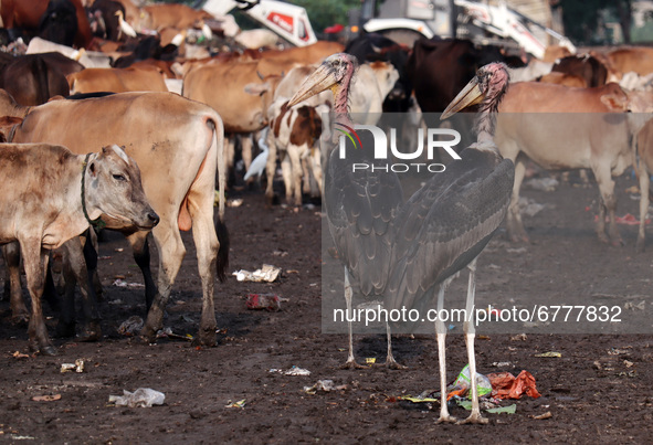 Greater Adjutant Storks and cows at Boragaon dumping site, on the eve of World Environment Day, in Guwahati, Assam, India on Friday, June 4,...