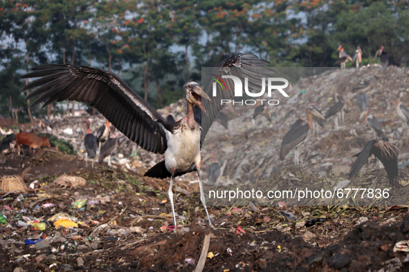 Greater Adjutant Storks perches on a garbage-heap at Boragaon dumping site, on the eve of World Environment Day, in Guwahati, Assam, India o...