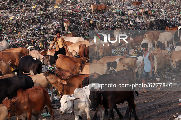Ragpickers and cows are seen at Boragaon dumping site, on the eve of World Environment Day, in Guwahati, Assam, India on Friday, June 4, 202...