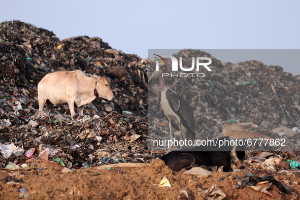 A Greater Adjutant Stork, cow and dog on a garbage-heap at Boragaon dumping site, on the eve of World Environment Day, in Guwahati, Assam, I...