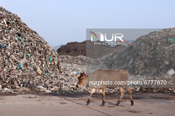A cow walkig next to garbage-heap at Boragaon dumping site, on the eve of World Environment Day, in Guwahati, Assam, India on Friday, June 4...