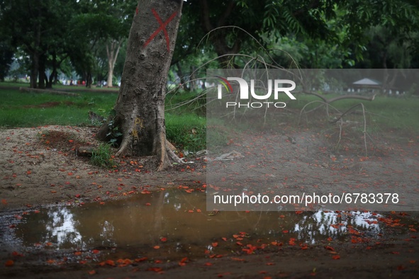 Flowers are seen floating on the water beside a tree they fell from as it mark (X) to cut at a park in Dhaka, Bangladesh on June 06, 2021. 