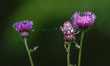 In this photo taken date is June 7, 2021  Cirsium japonicum var. maackii full bloom near w...