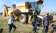 Farmers in northern Syria harvest their lands, where the majority of farmers planted black...
