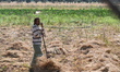 Farmers in northern Syria harvest their lands, where the majority of farmers planted black...