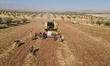 Farmers in northern Syria harvest their lands, where the majority of farmers planted black...