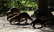 A bevy of smooth coated otters frolicking at the Gardens by the Bay on June 15, 2021 in Si...