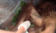 Officers Sumatran Orangutan Conservation Programme (SOCP) injected anesthesia at the Sumat...