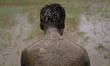 Nepalese People play in the mud as they plant rice saplings during National Paddy Day also...