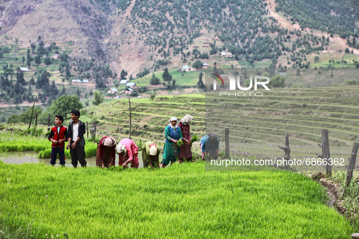 Planting Rice Saplings In Kashmir