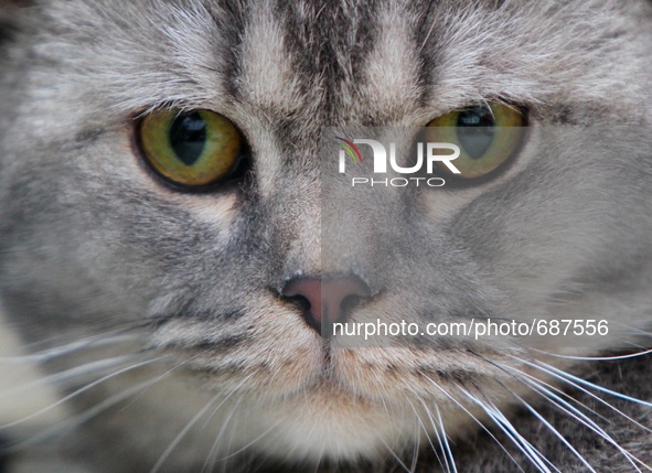 A cat is seen during the annual two-day international cats exhibition in the Bulgarian resort of Albena east of the capital Sofia, Sunday, J...