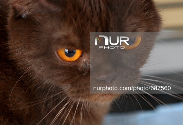 A cat is seen during the annual two-day international cats exhibition in the Bulgarian resort of Albena east of the capital Sofia, Sunday, J...