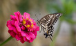 Papilio macilentus landed on the leaf near wild wetland in Sangju, South Korea.  