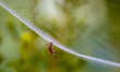 Lycosa suzukii on the web near wild wetland in Sangju, South Korea.  