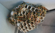 European paper wasps (Polistes dominula) on a small nest in Ontario, Canada. 