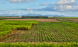 Sugar cane fields in the process of being harvested in the La Romana Province of the Domin...