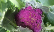 Purple cauliflower growing in a vegetable garden in Toronto, Ontario, Canada, on July 24,...