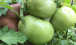 Woman holds tomatoes growing in a vegetable garden in Toronto, Ontario, Canada, on July 24...