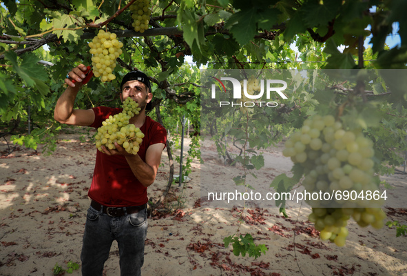 A Palestinian farmer harvests grapes during the harvest at a vineyard in Gaza City on July 26, 2021. 
 