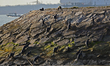 A bevy of smooth coated otters climb a breakwater on July 28, 2021 in Singapore. Wild otte...