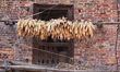 Corn cobs hanging outside of a home so they can be dried in the ancient medieval city of B...