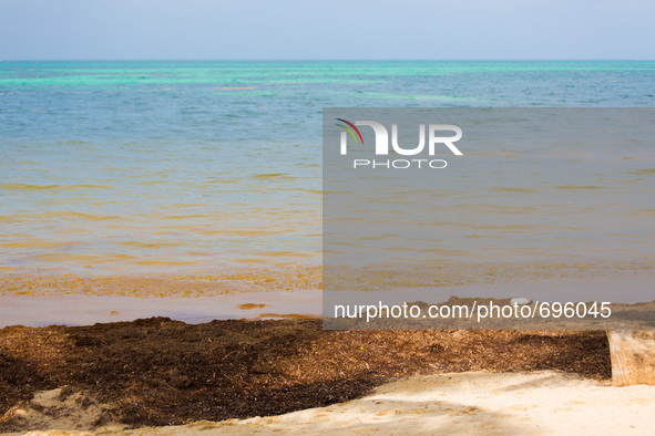 Javier Rojo Gomez Beach in the Sian Ka'an Biosphere Reserve coated with thick seaweed on July 17, 2015. 