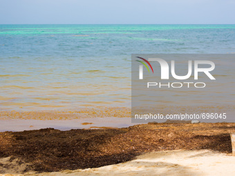 Javier Rojo Gomez Beach in the Sian Ka'an Biosphere Reserve coated with thick seaweed on July 17, 2015. (