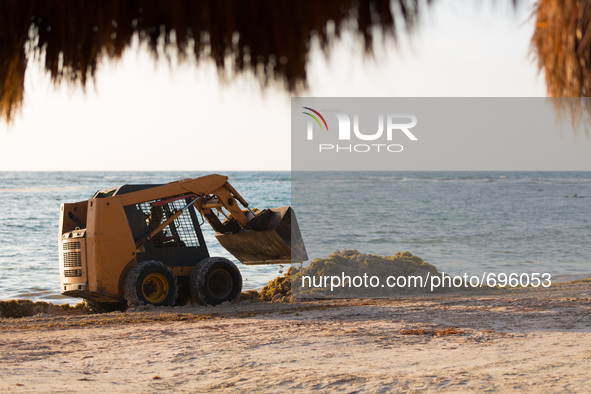 Workers clear Sargassum algae at Punta Xcatik
Beach, in a Hotel Resort near Playa del Carmen, on July 18, 2015. 