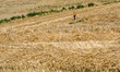 A man is walking through a wheat field, during the new route,  The Dutch Mountain Trail ar...