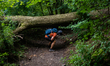 A man is crossing under a fallen trunk, during the new route,  The Dutch Mountain Trail ar...