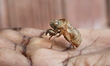 Woman holds a Dog-day cicada (Tibicen canicularis) nymphal skin in Toronto, Ontario, Canad...