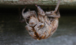 Dog-day cicada (Tibicen canicularis) nymphal skin in Toronto, Ontario, Canada, on August 1...