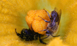 Wild honeybee and bumblebee pollinating a squash flower in Toronto, Ontario, Canada, on Au...