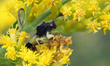 Jagged ambush bugs (Phymata spp.) mating on a flower in Toronto, Ontario, Canada, on Augus...