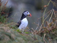 A Puffin rests on a cliff near Reynisfjara beach south of Vik Wednesday August 11, 12 2021. A medium-sized, stout seabird with a short neck,...