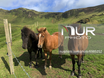 Icelandic horses photographed on a farm near Vik,   Sunday, August 15, 2021. The Icelandic horse is a breed of horse developed in Iceland. A...