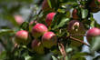Apples ripening on a tree.On Tuesday, 23 August 2021, in Edmonton, Alberta, Canada. 