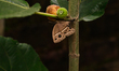 The dark-brand bush brown (Mycalesis mineus) butterfly is a species of satyrine butterfly...