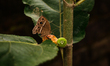The dark-brand bush brown (Mycalesis mineus) butterfly is a species of satyrine butterfly...