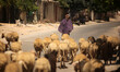 A Palestinian woman Bedouin sheep grazed in the east of Khan Younis city in southern Gaza...