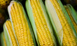 Corn cobs are seen on a stand at Stary Kleparz market in Krakow, Poland on August 31, 2021...