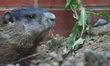 Groundhog (Marmota monax) searches for food in Toronto, Ontario, Canada, on June 02, 2008....