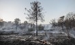 (150724) -- BEIT SHEMESH, July 24, 2015 () -- The forest is burnt down by a conflagration...