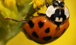 Asian Lady Beetle (Harmonia axyridis) in Toronto, Ontario, Canada, on September 11, 2021. 