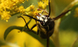 Bald-faced hornet (Dolichovespula maculata) in Toronto, Ontario, Canada, on September 11,...