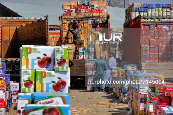 Kashmiri labourers carry boxes of Apples to be loaded onto trucks at a wholesale fruit market in Sopore, District baramulla, Jammu and Kashm...