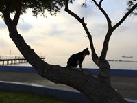 A cat sits in a tree, watching passers-by in the early morning on the waterfront in Limassol. Cyprus, Thursday, September 30, 2021. (
