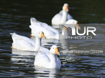 A flock of white geese swims at pond  in Nagaon district of Assam, India on oct. 15,2021. (